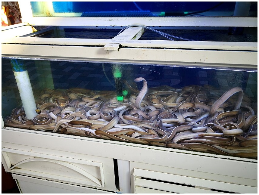 釜山烤盲鰻